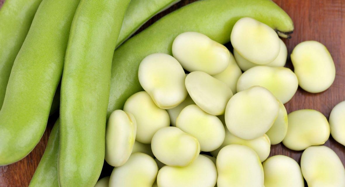 Broad beans nutritional value